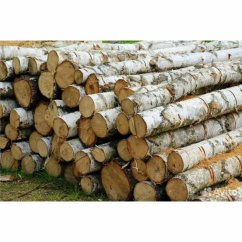 Кругляк береза